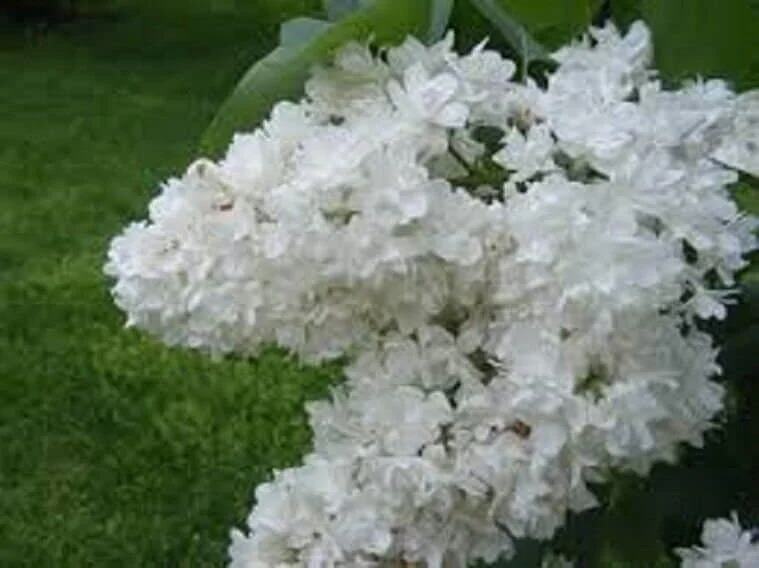 Fiala Remembrance Lilac Live Plant - 6-8 Inch Starter Shrub, Fragrant White Flowers - Image 1