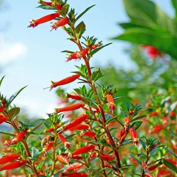Firecracker Plant Live Plant - Cuphea Ignea David Verity - Red-Orange Blooms - Image 1