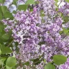 Flowerfesta Purple Lilac Live Plant - 7 Inch Starter Shrub for Garden - Image 1