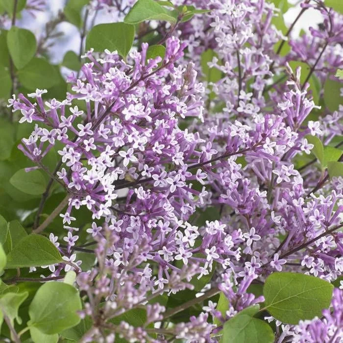 Flowerfesta Purple Lilac Live Plant - 7 Inch Starter Shrub for Garden - Image 1