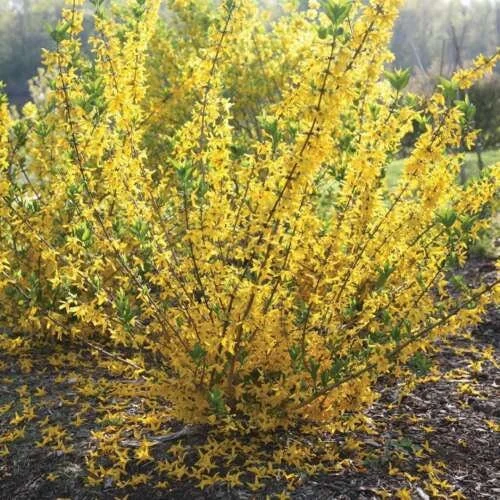 Forsythia 'Flying Machine' Live Plant – Deciduous Shrub, 7 Inch Starter - Image 1