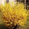 Forsythia Magical Gold Live Plant - Deciduous Shrub - 4-7 Inch Starter Pot - Image 1