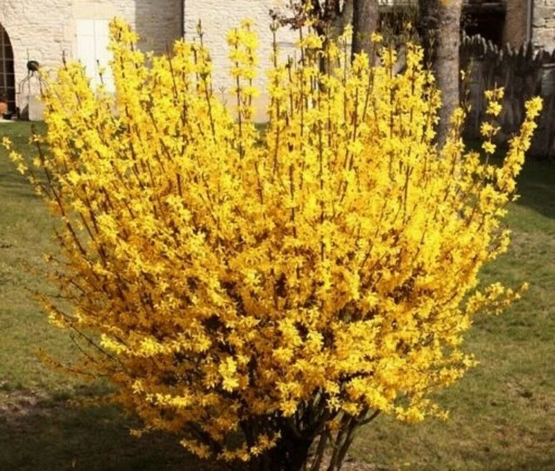 Forsythia Magical Gold Live Plant - Deciduous Shrub - 4-7 Inch Starter Pot - Image 1