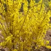 Forsythia Mini Gold Live Plant - Starter Shrub, 4-7 Inch, Yellow Blooms - Image 1
