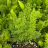 Foxtail Fern Live Plant, Asparagus Meyeri, 4 Inch Pot, Indoor/Outdoor - Image 1