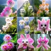 Fragrant Orchid Seeds - 20+ Big Cat-Faced Flower Varieties for Potted Gardens - Image 1