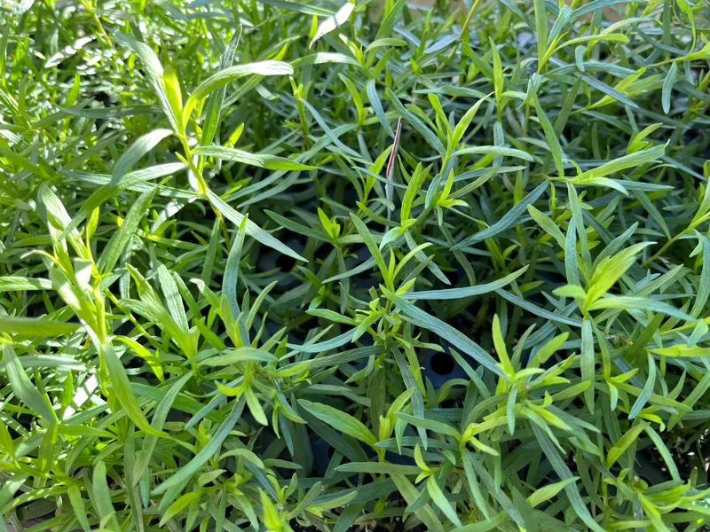 French Tarragon Live Herb Plant - Culinary Starter for Kitchen Gardens - Image 3