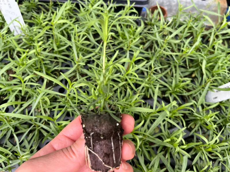 French Tarragon Live Herb Plant - Culinary Starter for Kitchen Gardens - Image 4