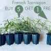 French Tarragon Live Herb Plant - Culinary Starter for Kitchen Gardens - Image 1