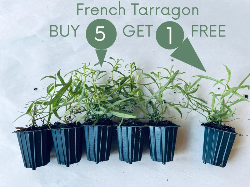 French Tarragon Live Herb Plant - Culinary Starter for Kitchen Gardens - Image 1