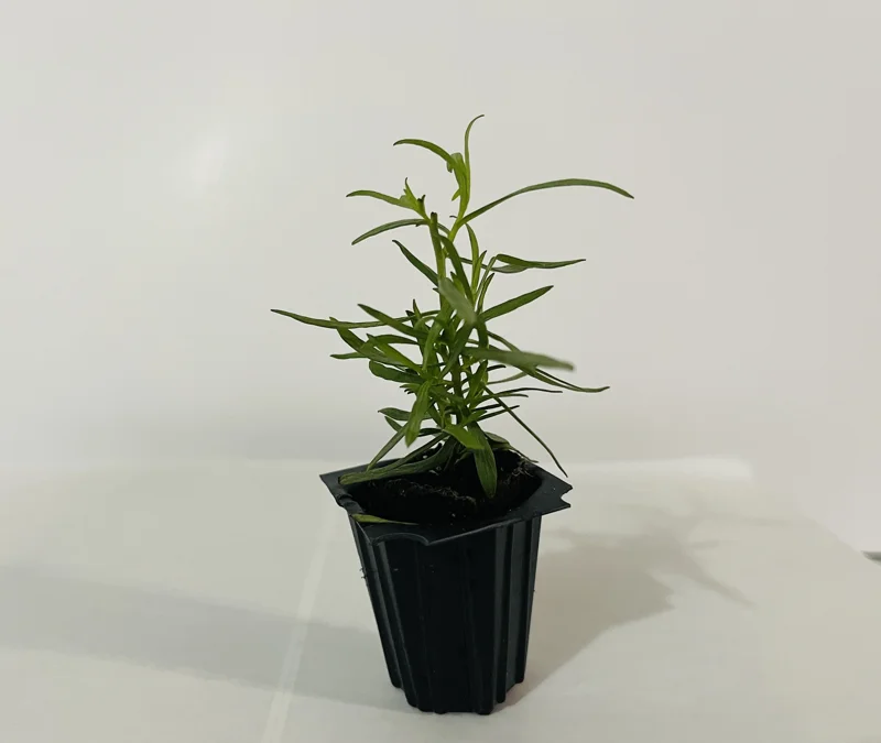 French Tarragon Live Herb Plant - Culinary Starter for Kitchen Gardens - Image 5