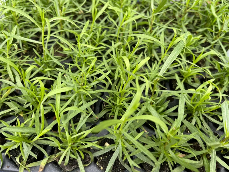 French Tarragon Live Herb Plant - Culinary Starter for Kitchen Gardens - Image 6