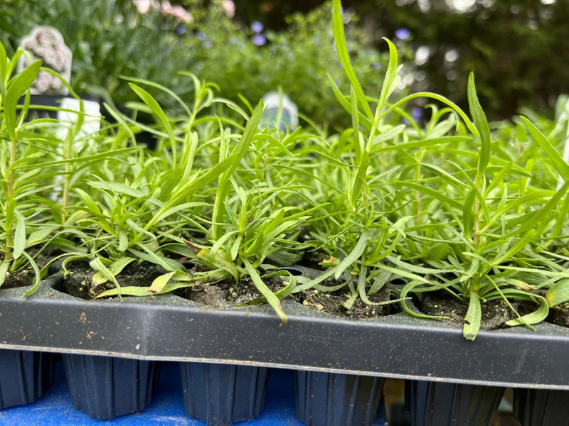 French Tarragon Live Herb Plant - Culinary Starter for Kitchen Gardens - Image 7