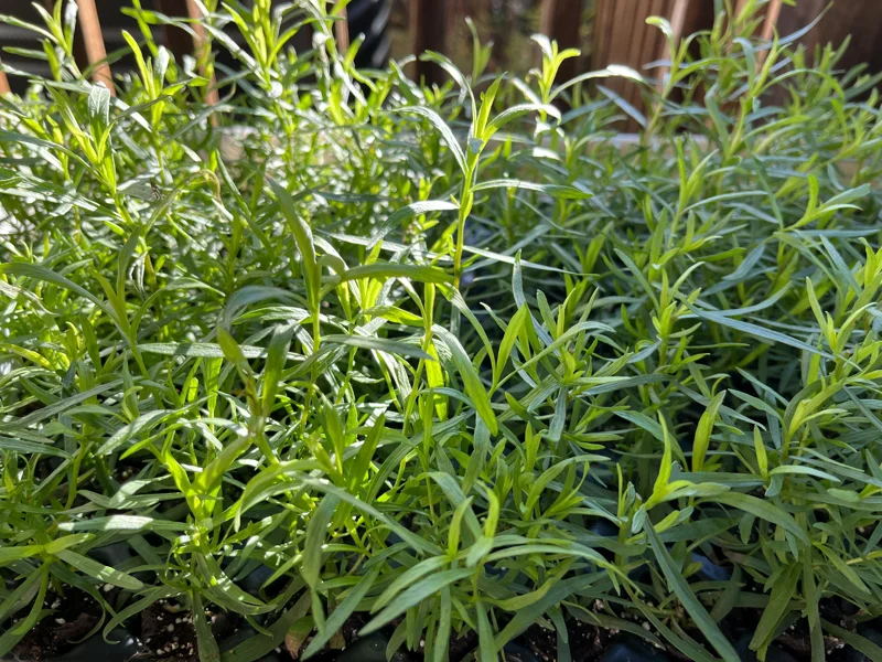 French Tarragon Live Herb Plant - Culinary Starter for Kitchen Gardens - Image 8