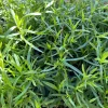 French Tarragon Live Plant Starter - Culinary Herb for Cooking - Image 1
