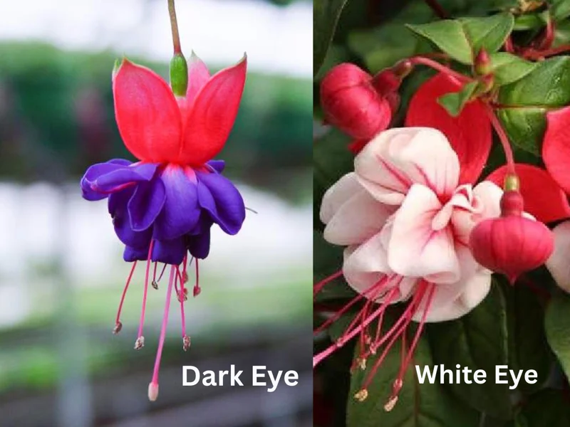 Fuchsia Live Plant – Hummingbird Attractor – Healthy Starter Plant for Outdoors - Image 10