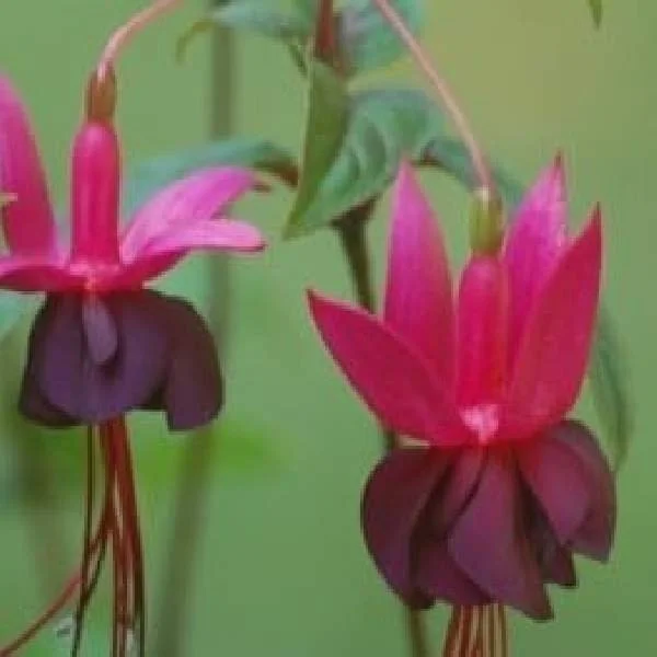 Fuchsia Live Plant – Hummingbird Attractor – Healthy Starter Plant for Outdoors - Image 5