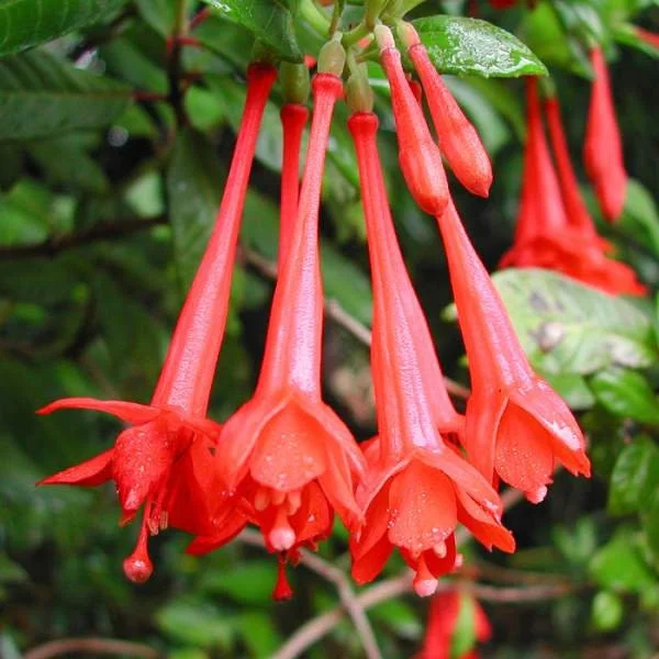 Fuchsia Live Plant – Hummingbird Attractor – Healthy Starter Plant for Outdoors - Image 6