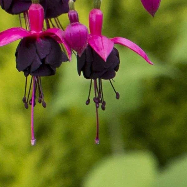 Fuchsia Live Plant – Hummingbird Attractor – Healthy Starter Plant for Outdoors - Image 7