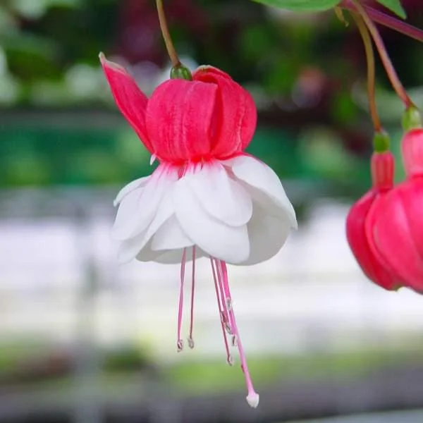 Fuchsia Live Plant – Hummingbird Attractor – Healthy Starter Plant for Outdoors - Image 8