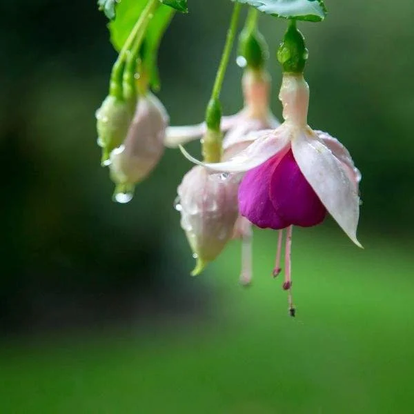 Fuchsia Live Plant – Hummingbird Attractor – Healthy Starter Plant for Outdoors - Image 9