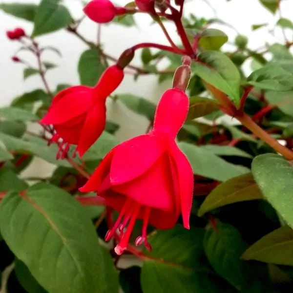 Fuchsia Live Plant – Hummingbird Attractor – Healthy Starter Plant for Outdoors - Image 1