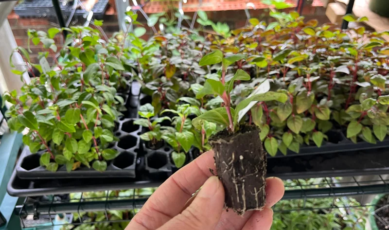 Fuchsia Live Plant - Well-Rooted Starter Plug for Hanging Baskets & Pots - Image 2