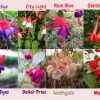 Fuchsia Live Plant - Well-Rooted Starter Plug for Hanging Baskets & Pots - Image 1