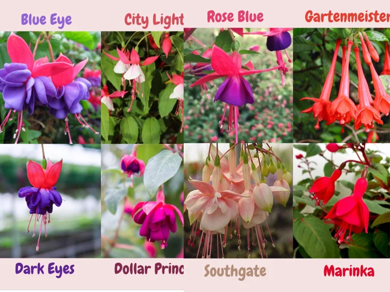 Fuchsia Live Plant - Well-Rooted Starter Plug for Hanging Baskets & Pots - Image 1