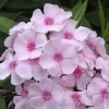 Garden Phlox Live Plant – Tall Phlox – Fragrant Flower – Attracts Pollinators – 24-30 inches - Image 1