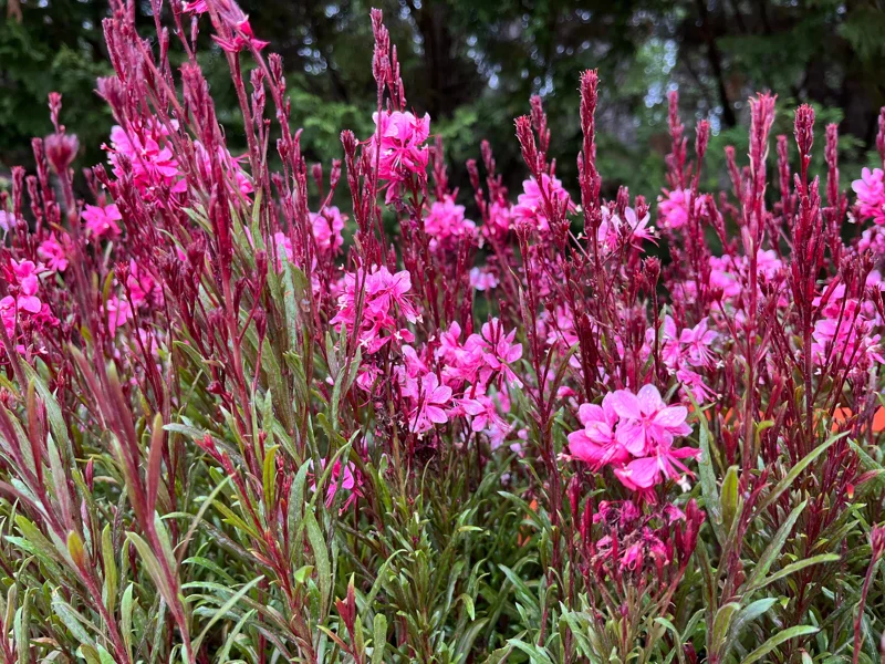 Gaura Lindheimeri Live Plant - Wand Flower / Bee Blossom Grass - Quart Pot - Outdoor - Image 10