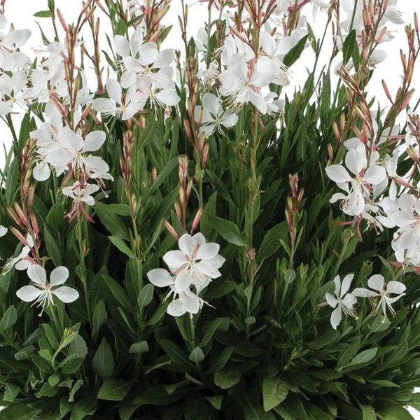 Gaura Lindheimeri Live Plant - Wand Flower / Bee Blossom Grass - Quart Pot - Outdoor - Image 2