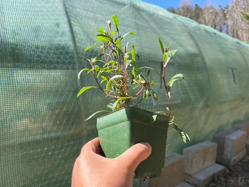 Gaura Lindheimeri Live Plant - Wand Flower / Bee Blossom Grass - Quart Pot - Outdoor - Image 3