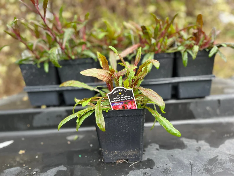 Gaura Lindheimeri Live Plant - Wand Flower / Bee Blossom Grass - Quart Pot - Outdoor - Image 4