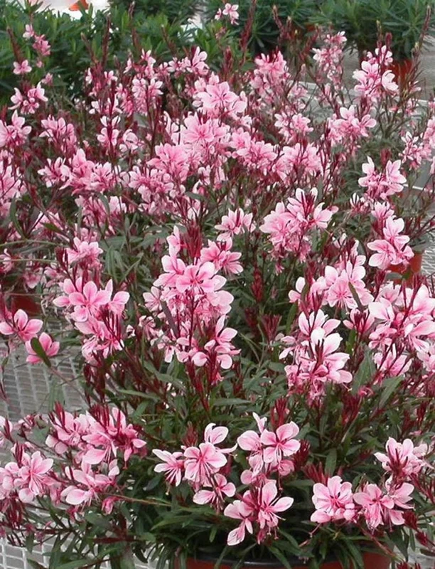 Gaura Lindheimeri Live Plant - Wand Flower / Bee Blossom Grass - Quart Pot - Outdoor - Image 5