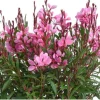 Gaura Lindheimeri Live Plant - Wand Flower / Bee Blossom Grass - Quart Pot - Outdoor - Image 1