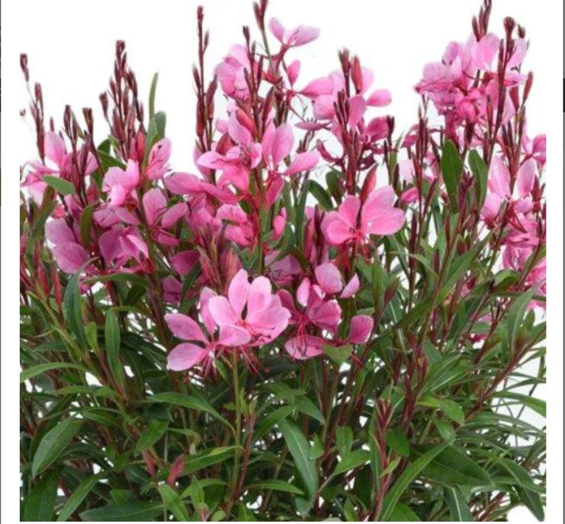 Gaura Lindheimeri Live Plant - Wand Flower / Bee Blossom Grass - Quart Pot - Outdoor - Image 1