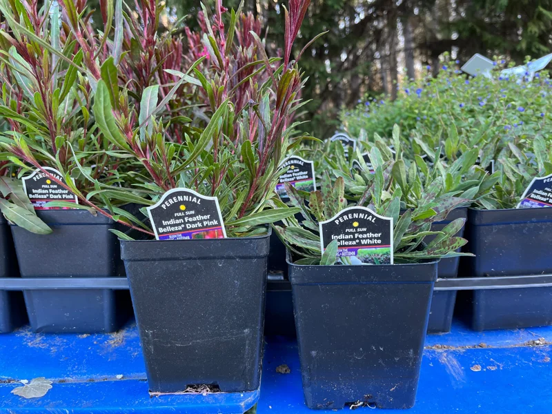 Gaura Lindheimeri Live Plant - Wand Flower / Bee Blossom Grass - Quart Pot - Outdoor - Image 9