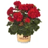 Geranium Live Plant – Healthy Starter Plugs – Ready to Grow – 1 1/4 inch pot – Outdoor/Indoor - Image 1