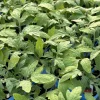 German Johnson Heirloom Tomato Live Plants - 2 Pack, 6-10 inches Tall, Outdoor - Image 1