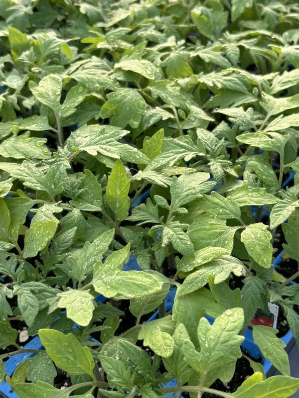 German Johnson Heirloom Tomato Live Plants - 2 Pack, 6-10 inches Tall, Outdoor - Image 1