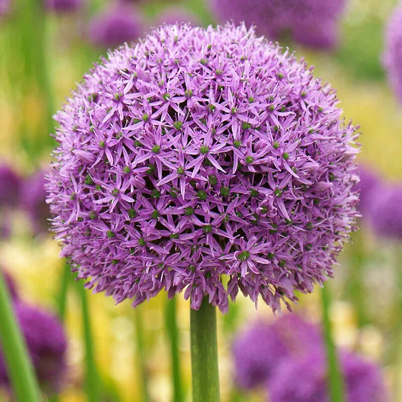 Giant Allium Gladiator Garlic Bulbs - Fresh Harvest - Healthy USA Grown - Image 2