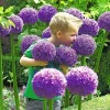 Giant Allium Gladiator Garlic Bulbs - Fresh Harvest - Healthy USA Grown - Image 1