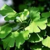 Ginkgo Biloba Maidenhair Tree Live Plant - Starter 5-7 Inch - Outdoor - Image 1