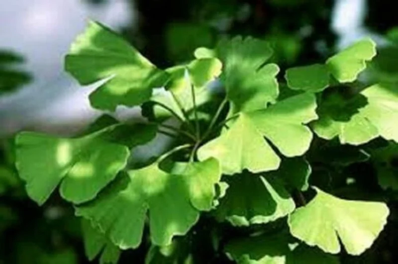 Ginkgo Biloba Maidenhair Tree Live Plant - Starter 5-7 Inch - Outdoor - Image 1