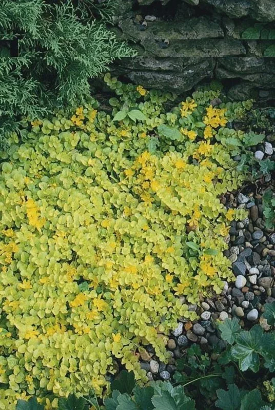 Golden Creeping Jenny Live Plant - Lysimachia nummularia 'Aurea' - 1" or 2.5" Pot - Outdoor Ground Cover - Image 10