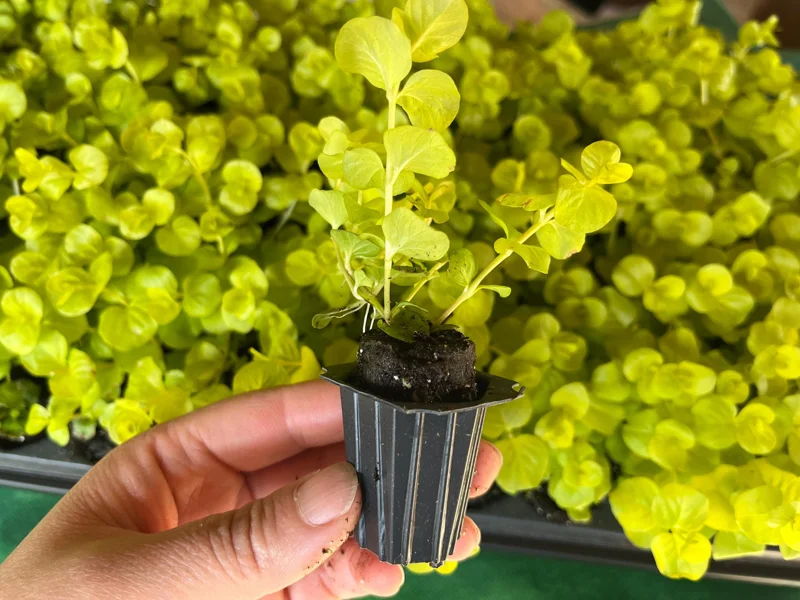 Golden Creeping Jenny Live Plant - Lysimachia nummularia 'Aurea' - 1" or 2.5" Pot - Outdoor Ground Cover - Image 2