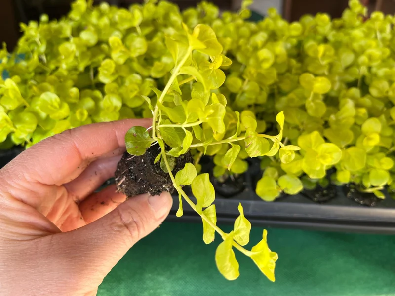 Golden Creeping Jenny Live Plant - Lysimachia nummularia 'Aurea' - 1" or 2.5" Pot - Outdoor Ground Cover - Image 3