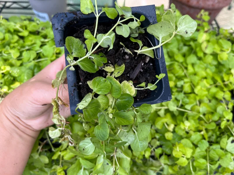 Golden Creeping Jenny Live Plant - Lysimachia nummularia 'Aurea' - 1" or 2.5" Pot - Outdoor Ground Cover - Image 8