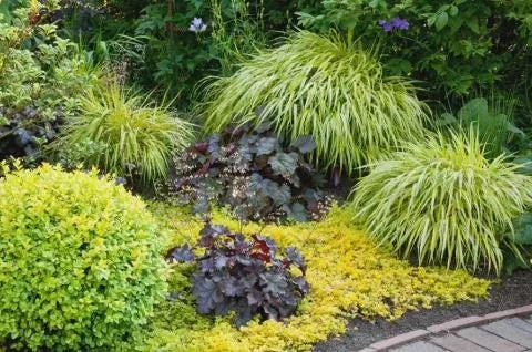 Golden Creeping Jenny Live Plant - Lysimachia nummularia 'Aurea' - 1" or 2.5" Pot - Outdoor Ground Cover - Image 9